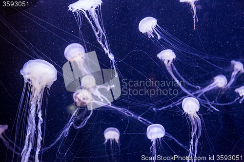 Image of Beautiful jellyfish moving slowly in aquarium in Dubai