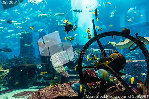 Image of Aquarium tropical fish on a coral reef