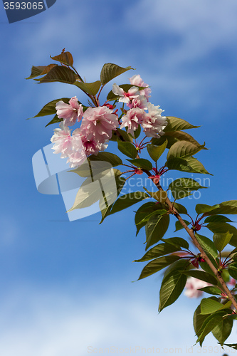 Image of Beautiful Cherry blossom , pink sakura flower