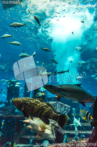 Image of Aquarium tropical fish on a coral reef