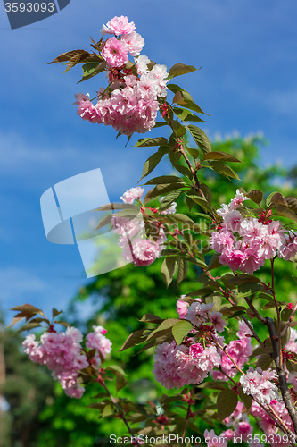 Image of Beautiful Cherry blossom , pink sakura flower