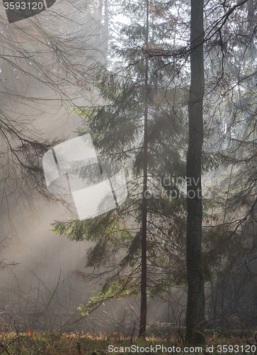 Image of Autumnal misty morning in the forest