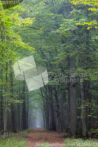 Image of Straight ground road leading across forest