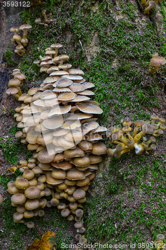 Image of Bunch of autumnal Honey Fungus