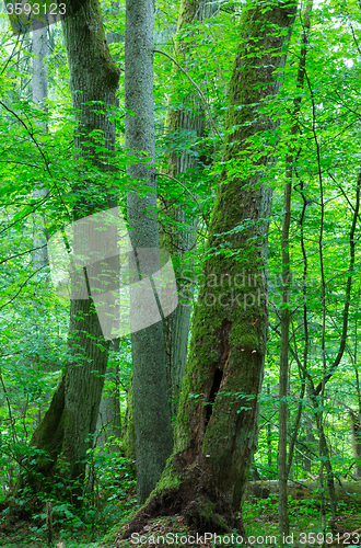 Image of Group of old trees in summer forest