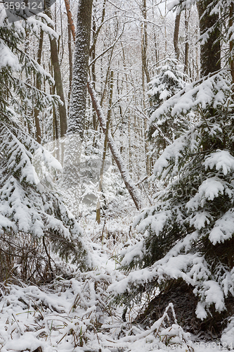 Image of Winter landscape of natural forest with dead spruce trees