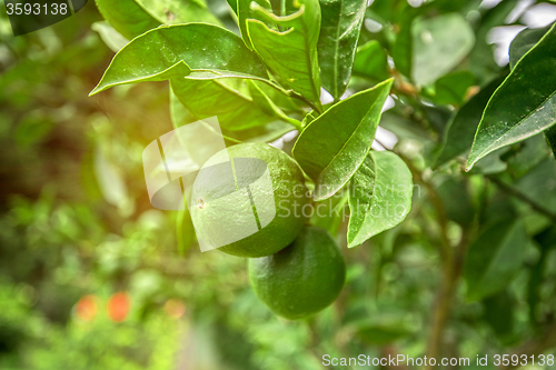 Image of Lime tree fruits 