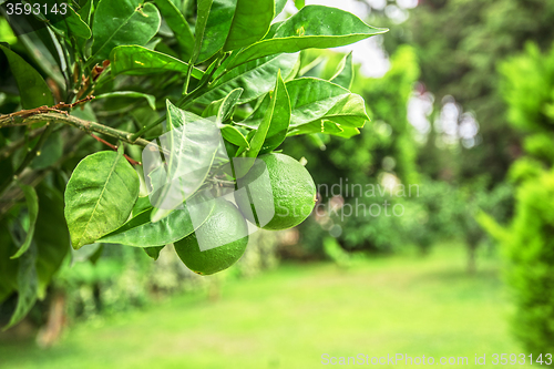 Image of Lime tree fruits 