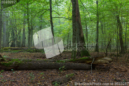 Image of Old oaks in autumnal misty forest