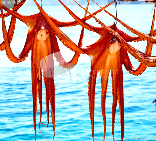 Image of octopus   drying  in the sun europe greece santorini and light