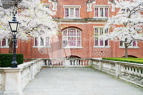 Image of tree  window in europe london  red brick wall     and      histo