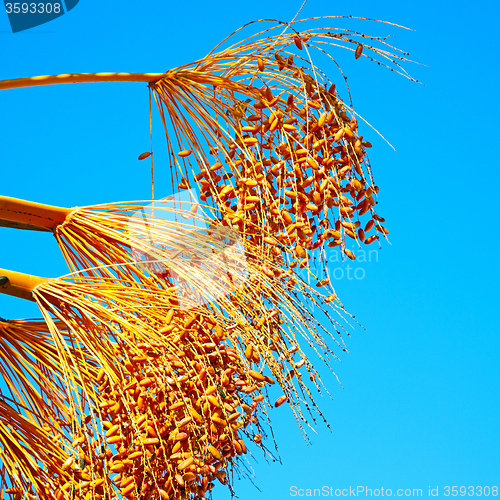 Image of fruit in the sky morocco africa and plant