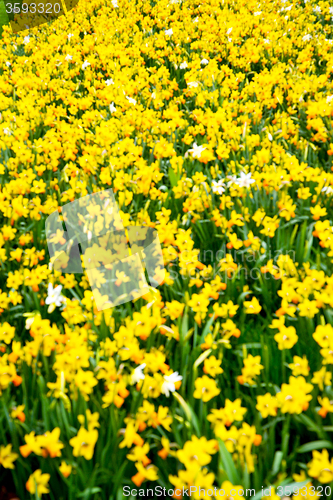 Image of in london yellow flower field nature   spring