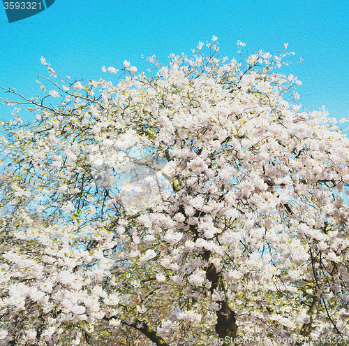 Image of in london   park the white tree and blossom flowers natural