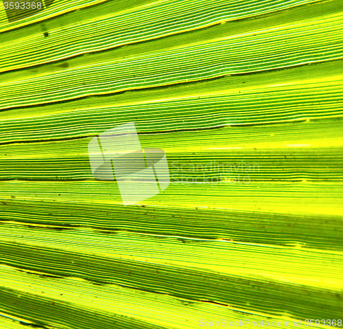 Image of abstract green leaf in the light and shadow morocco africa