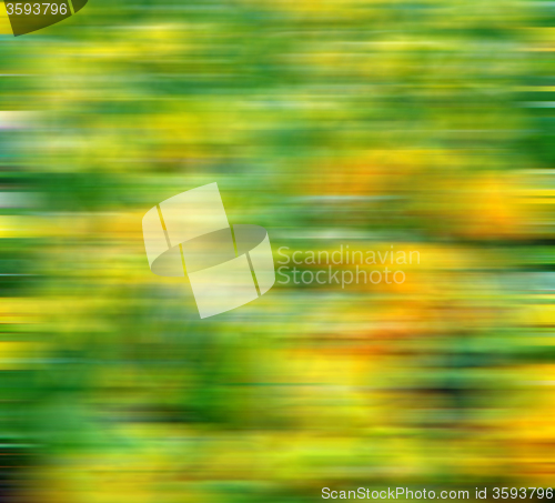 Image of in london yellow flower field nature and spring