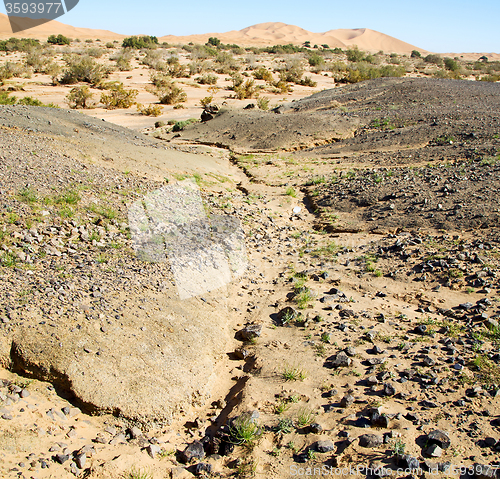 Image of  old fossil in  the desert of morocco sahara and rock  stone sky