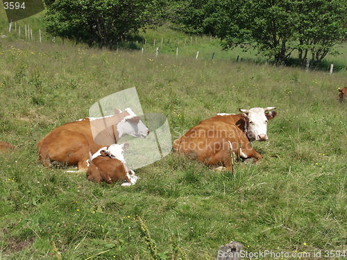 Image of Cows and calf_07.07.2001