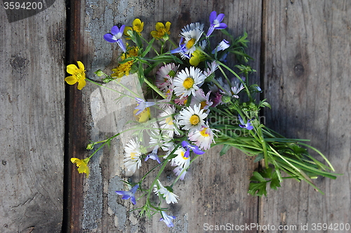 Image of Wild flowers