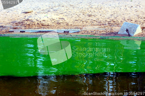 Image of  Freshwater Lake with a dense bloom of green alga in freshwater lake.