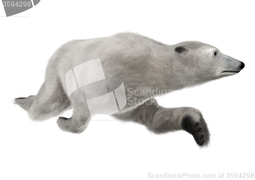 Image of Polar Bear