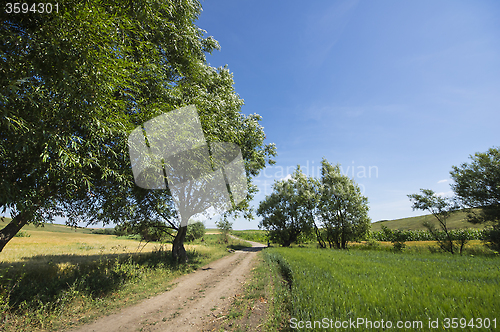 Image of Ground road in a rural landscape