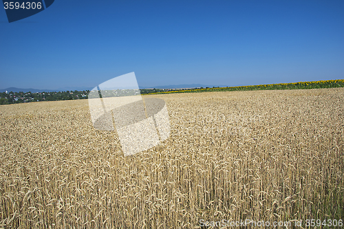 Image of Fields