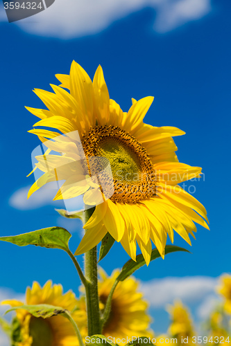 Image of sun flowers field in Ukraine sunflowers