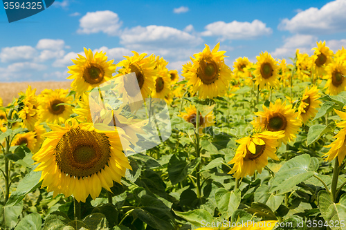 Image of sun flowers field in Ukraine sunflowers