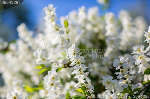 Image of White  flowers of the cherry blossoms