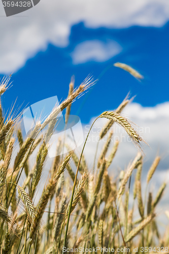 Image of A wheat field, fresh crop of wheat