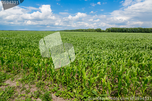 Image of Green corn field