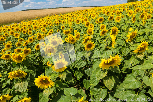 Image of sun flowers field in Ukraine sunflowers