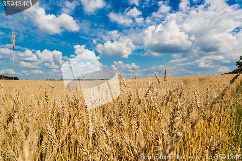 Image of A wheat field, fresh crop of wheat