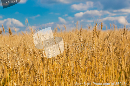 Image of A wheat field, fresh crop of wheat