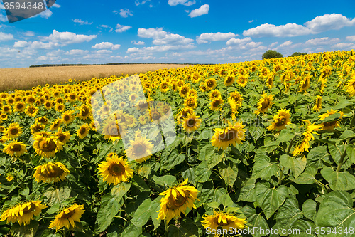 Image of sun flowers field in Ukraine sunflowers