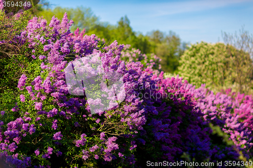 Image of purple lilac bush blooming in May day. City park