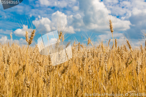 Image of A wheat field, fresh crop of wheat
