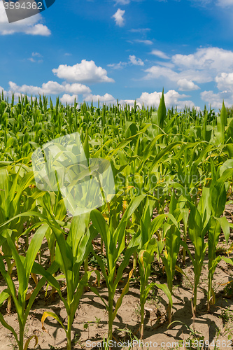 Image of Green corn field
