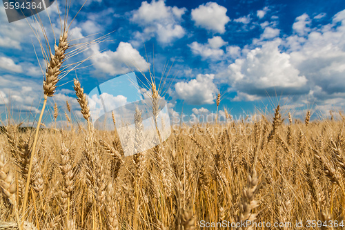 Image of A wheat field, fresh crop of wheat