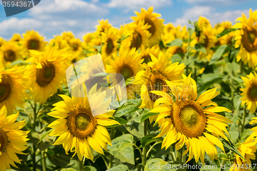 Image of sun flowers field in Ukraine sunflowers