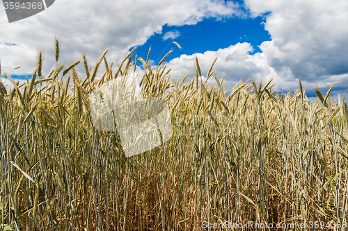 Image of A wheat field, fresh crop of wheat