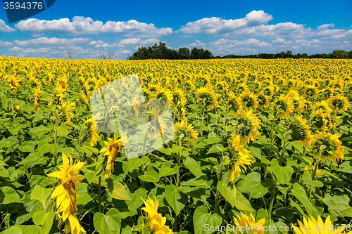 Image of sun flowers field in Ukraine sunflowers