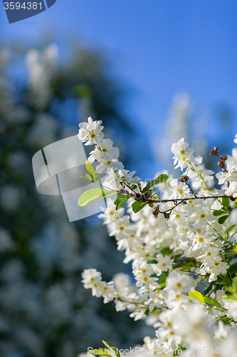 Image of White  flowers of the cherry blossoms