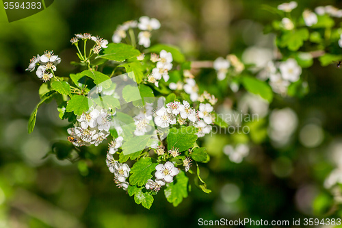 Image of White  flowers of the cherry blossoms