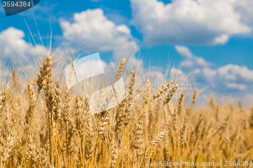 Image of A wheat field, fresh crop of wheat