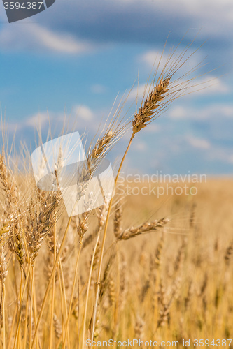 Image of A wheat field, fresh crop of wheat