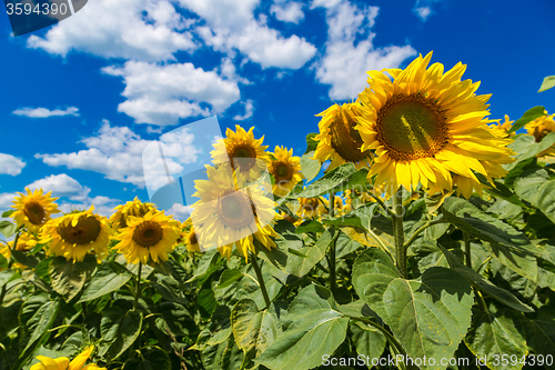 Image of sun flowers field in Ukraine sunflowers