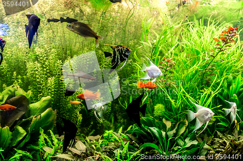 Image of Ttropical freshwater aquarium with fishes