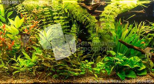 Image of Ttropical freshwater aquarium with fishes